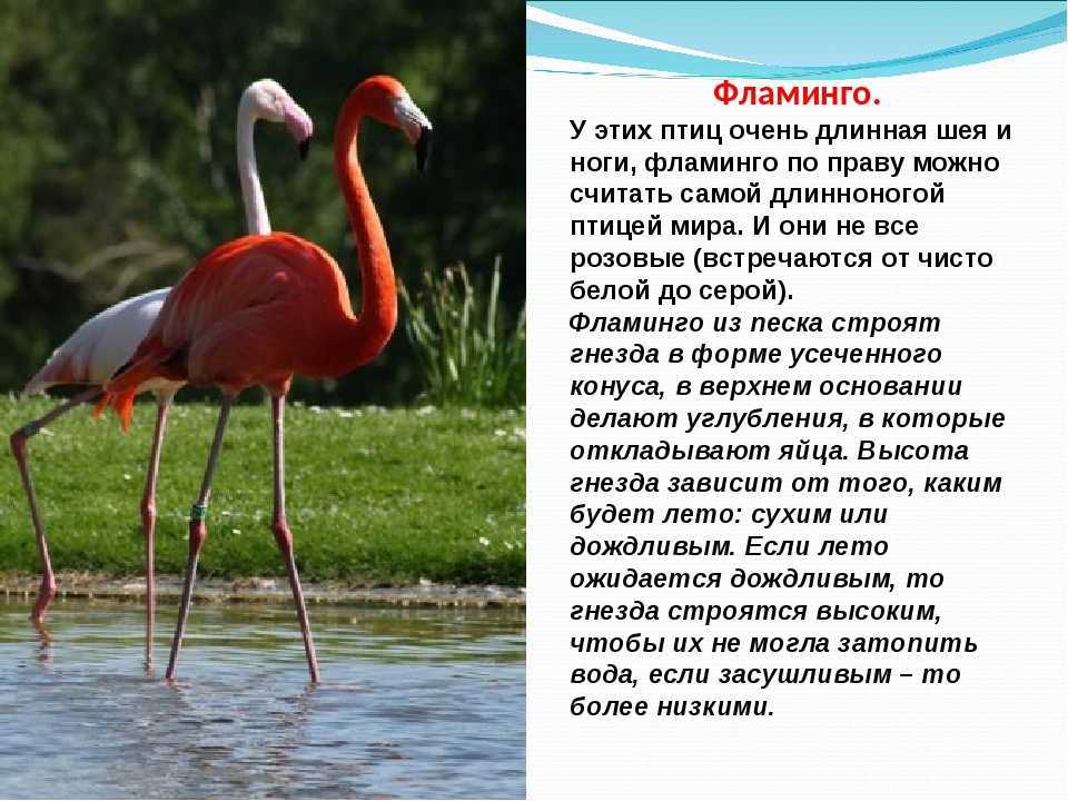 Фламинго