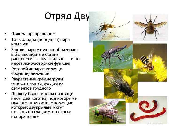 Двукрылые. отряд двукрылые: общая характеристика, представители, размножение двукрылые интересные факты о них