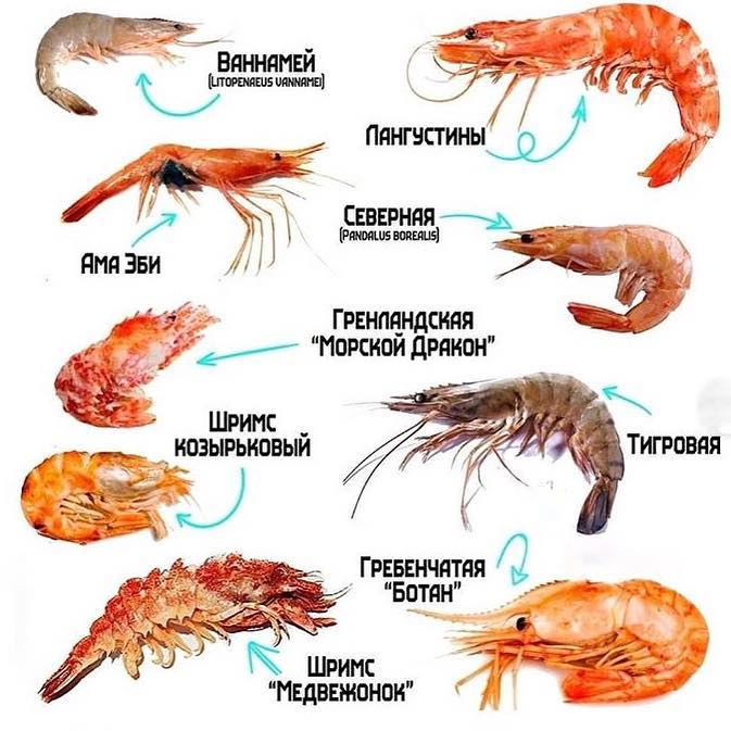 Креветки: польза и вред для здоровья. что преобладает и почему?