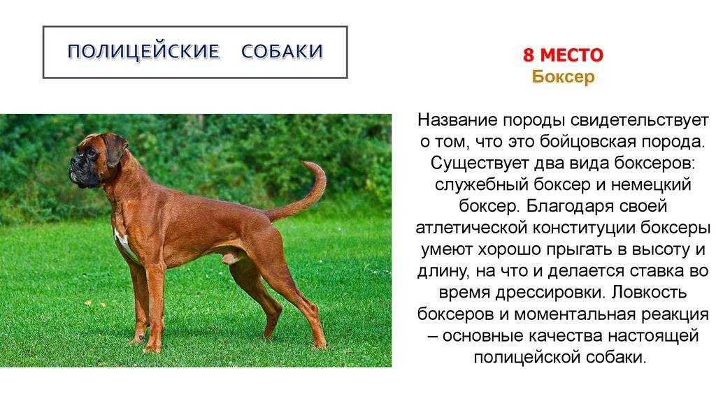 Как на самом деле выглядит собака боксер Подробная характеристика внешнего вида, темперамента и возможных пороков История происхождения немецкого пса Особенности охранных и сторожевых качеств Советы по уходу, кормлению и выгулу