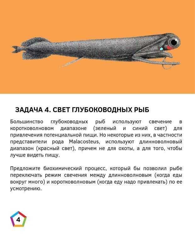 Кит