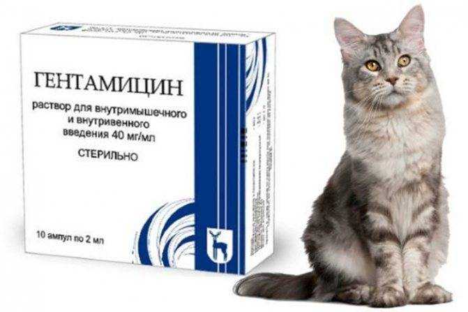 У кота цистит чем лечить в домашних условиях: симптомы, что делать