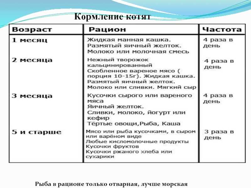 Как кормить котенка?