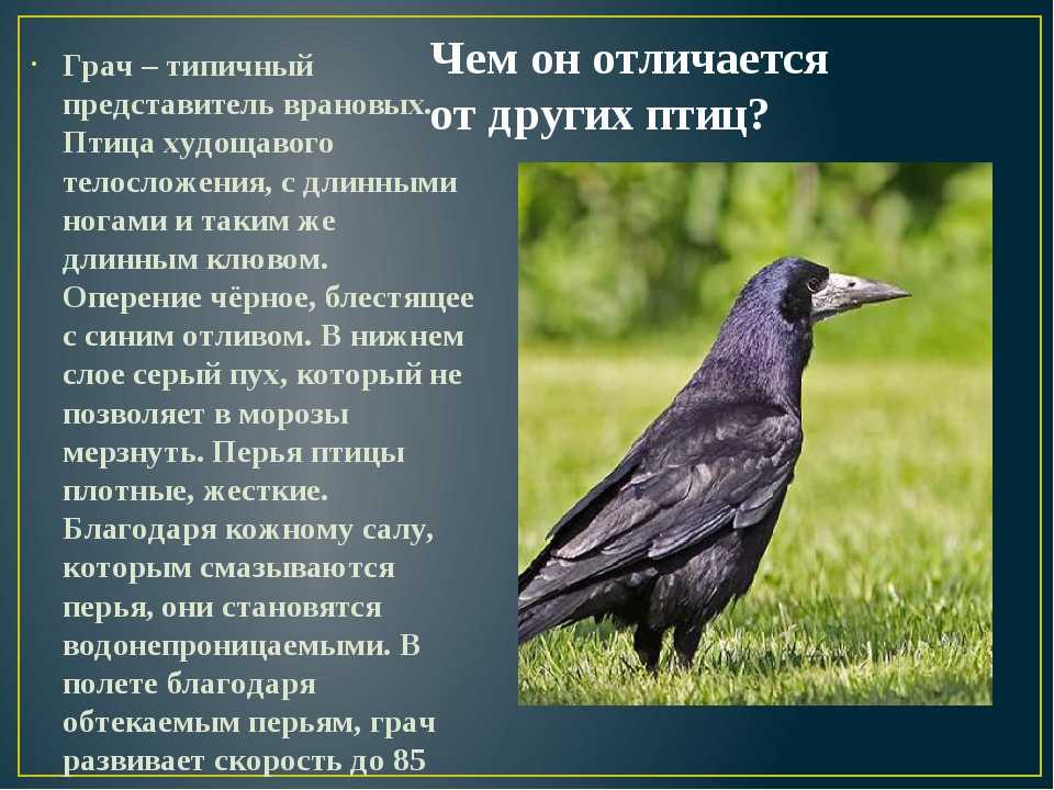 Птица грач, перелётная ли это птица, сколько лет живёт грач