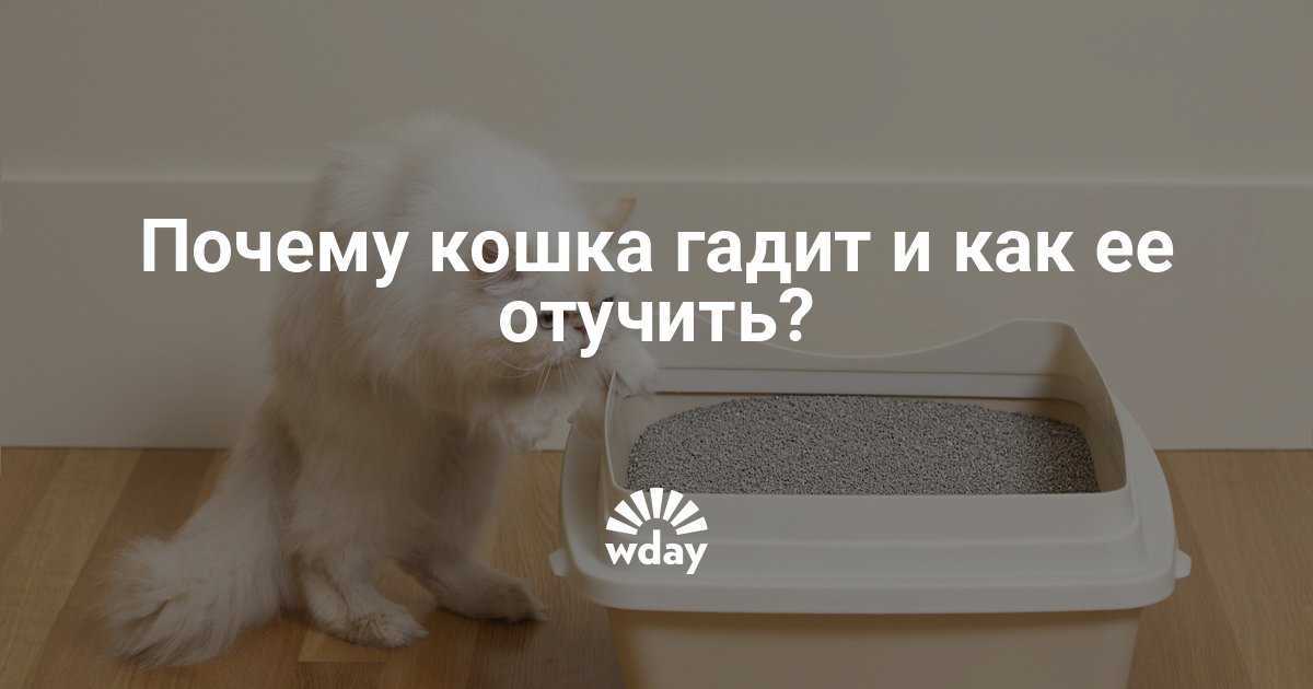 Почему кошка гадит (писает) на кровать. 7 причин!
