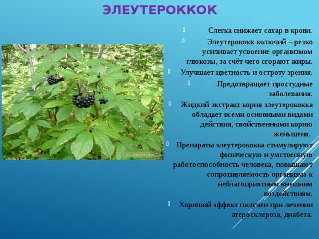 Элеутерококк ягоды как употреблять