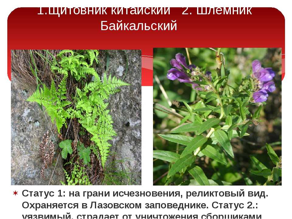 Осока дэвелла carex davalliana