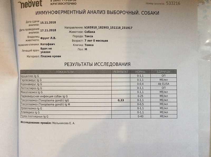 Микоплазмоз у собак: симптомы и лечение