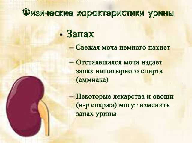 Запах изо рта у кошек