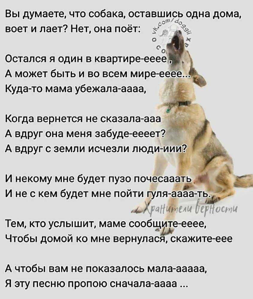 Когда щенки начинают лаять? — сайт эксперта по животным — howmeow