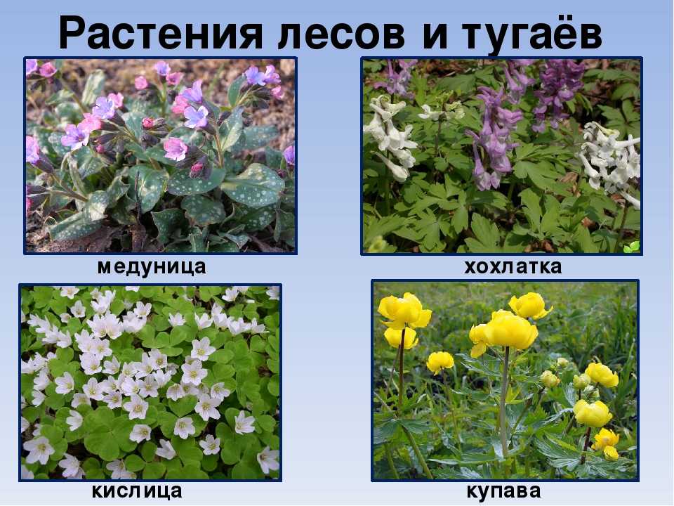 Цветы в лесу, фото, названия: описание растений
