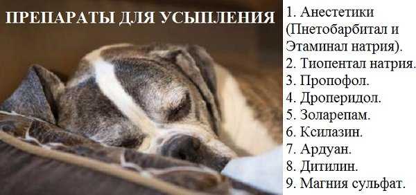 Варианты усыпления кошки: методы эвтаназии без ветеринара и в домашних условиях