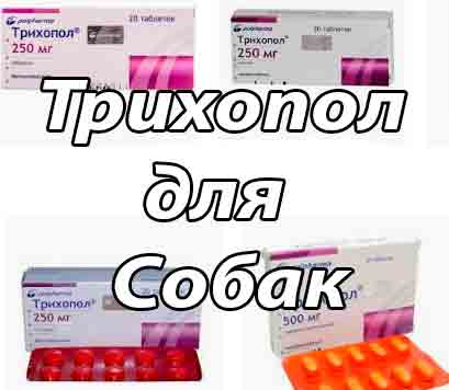 Метронидазол для кошек: руководство по использованию