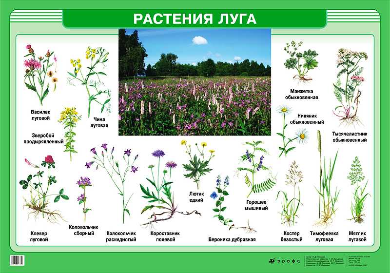 Редкие растения россии названия и фото