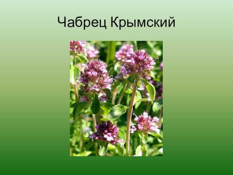 Чабрец – лечебные свойства и противопоказания
