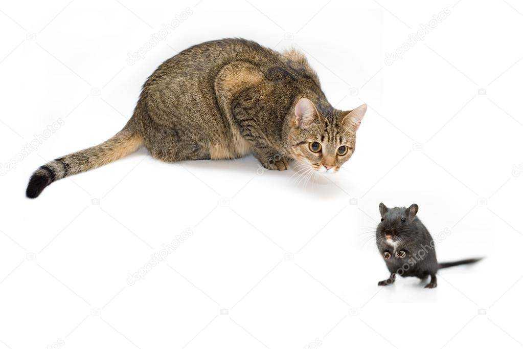 Коты-крысоловы: какую породу выбрать