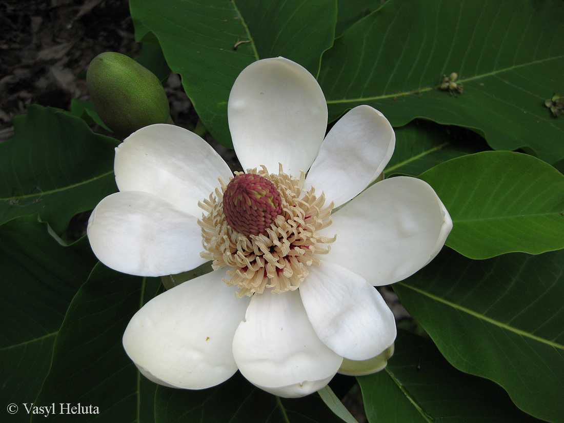 Магнолия снизу-белая - magnolia hypoleuca - описание таксона - плантариум