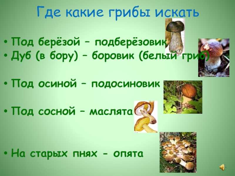 Белый гриб, ложный белый и другие двойники, рецепты приготовления боровиков