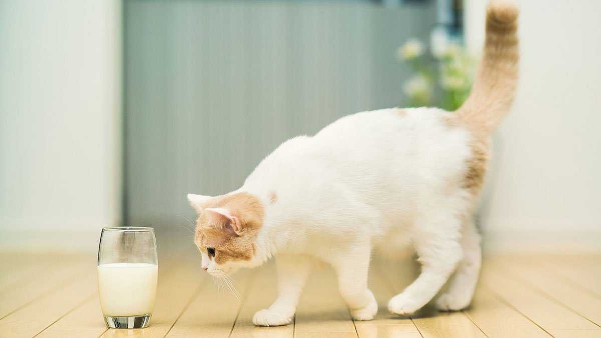Можно ли кошкам кефир?