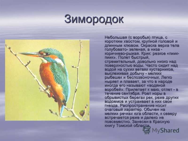 ​50 интересных фактов о зимородках