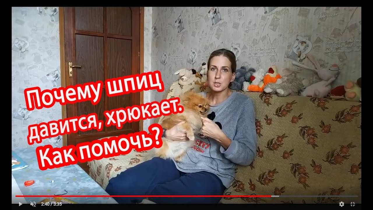 Почему шпиц хрюкает и задыхается и что делать