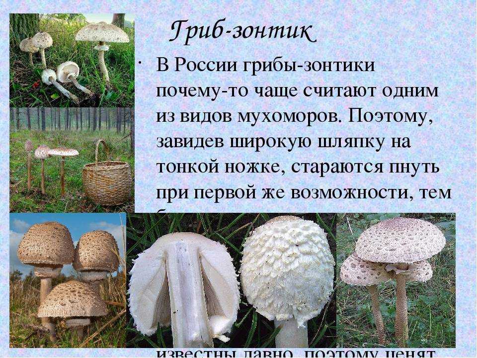 Грибы из красной книги: фото и описание