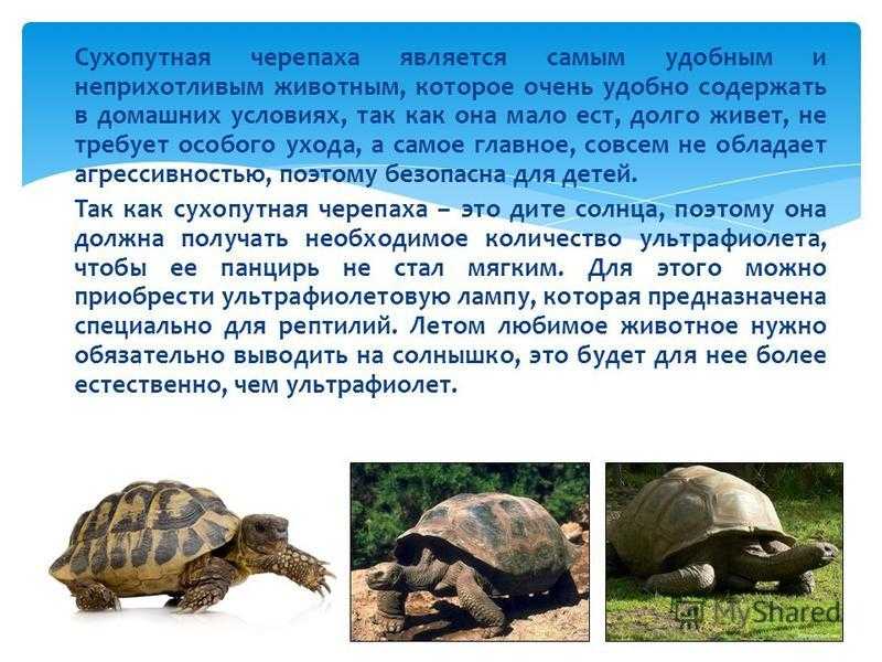 Красноухая черепаха: уход в домашних условиях, кормление, болезни