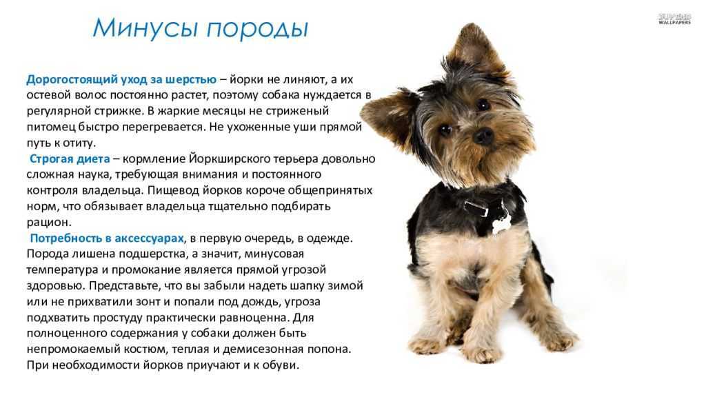 Как отучить щенка кусаться? 3 проверенных способа