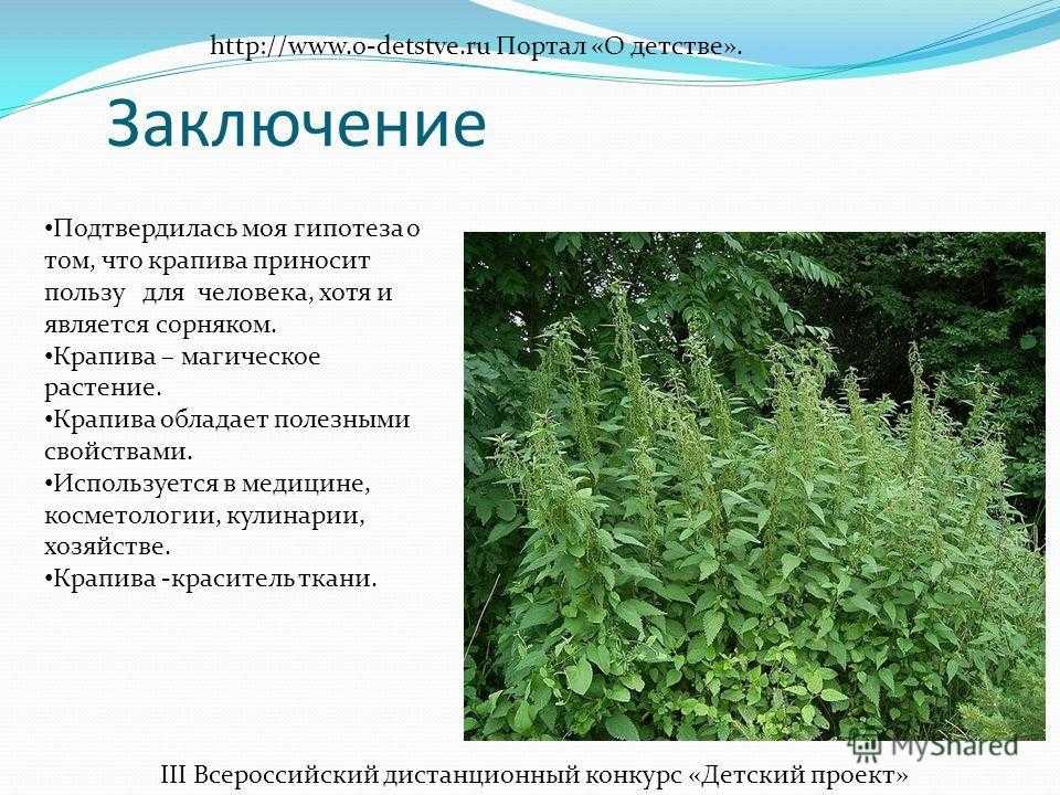 Крапива: лечебные свойства