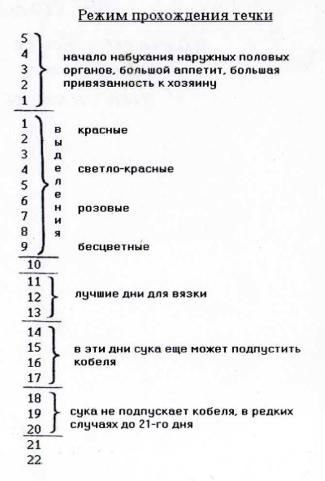 У собаки коричневые выделения что делать | выделения из петли и симптомы заболевания