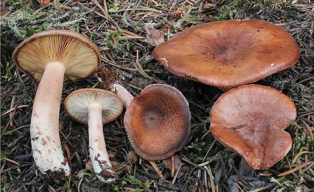 Горькушка: состав, калорийность, польза, рецепты
