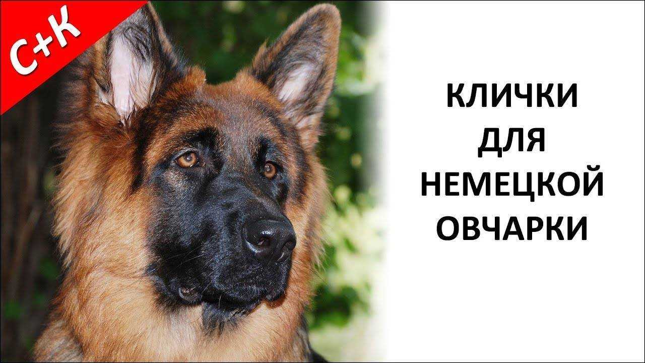 Клички для немецких овчарок — имена для собак мальчиков и девочек