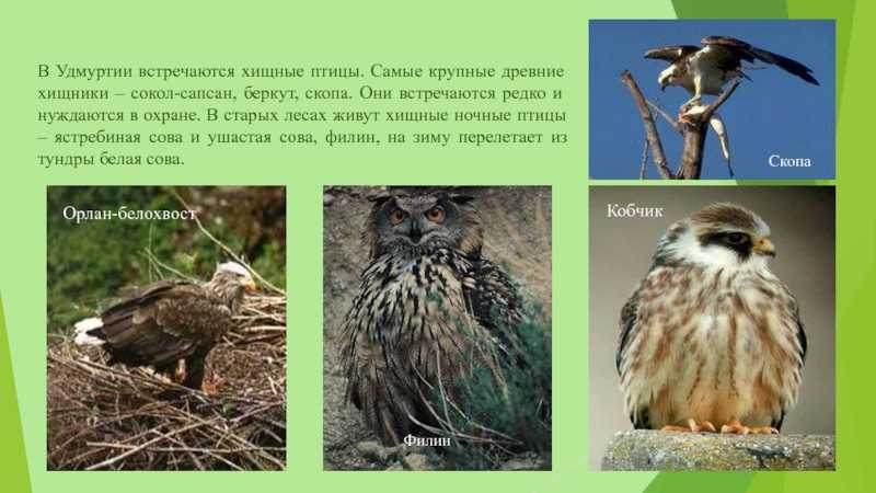 Животные, занесённые в красную книгу удмуртской республики