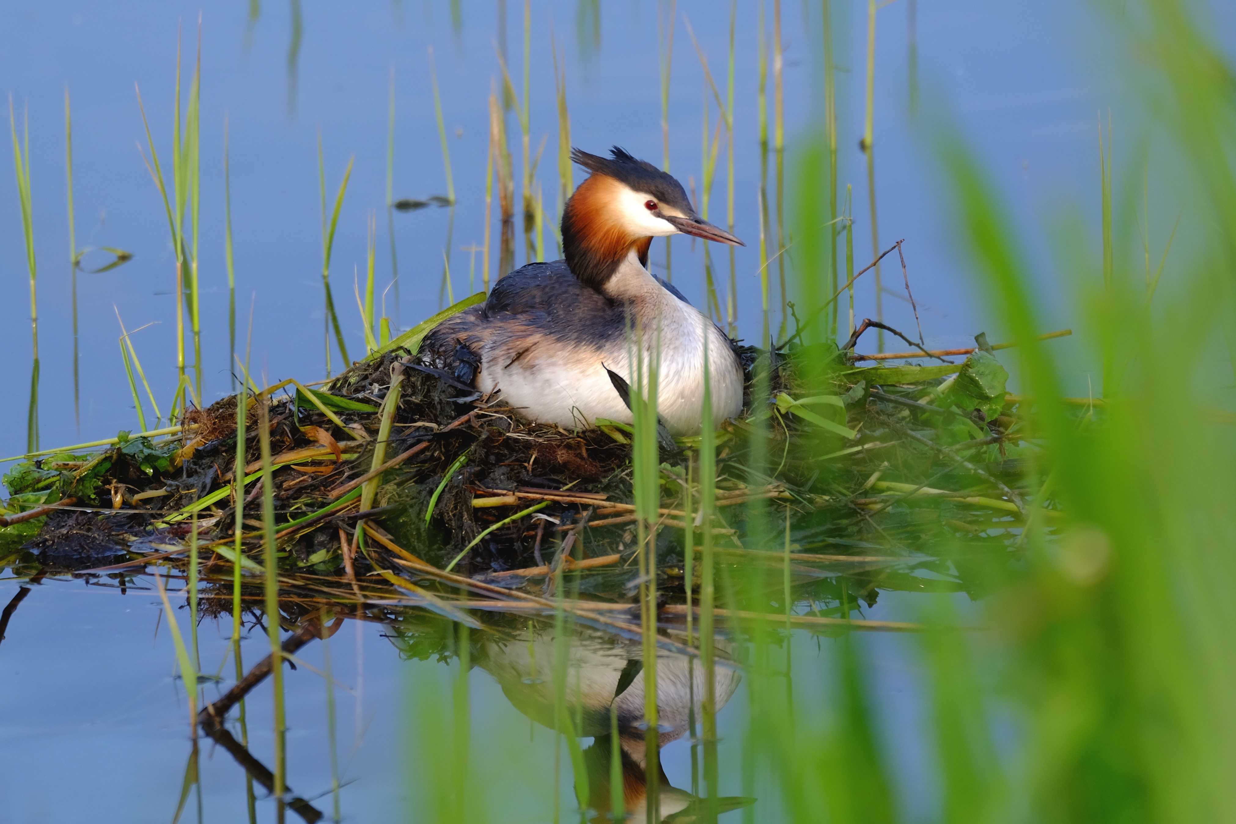 Малая поганка (tachybaptus ruficollis). птицы казахстана