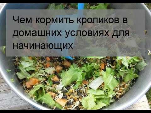 Чем кормить кроликов: советы и рекомендации успешных фермеров