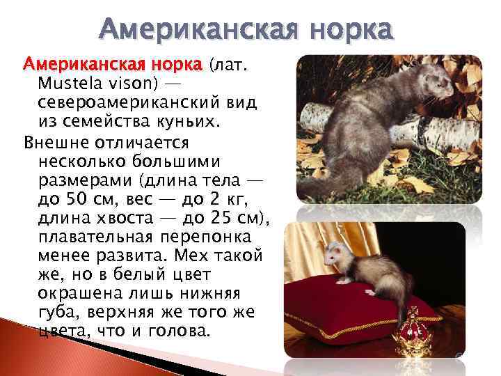Енотовидная собака мой дикий питомец, содержание в квартире: дневник пользователя basninlamoia-2