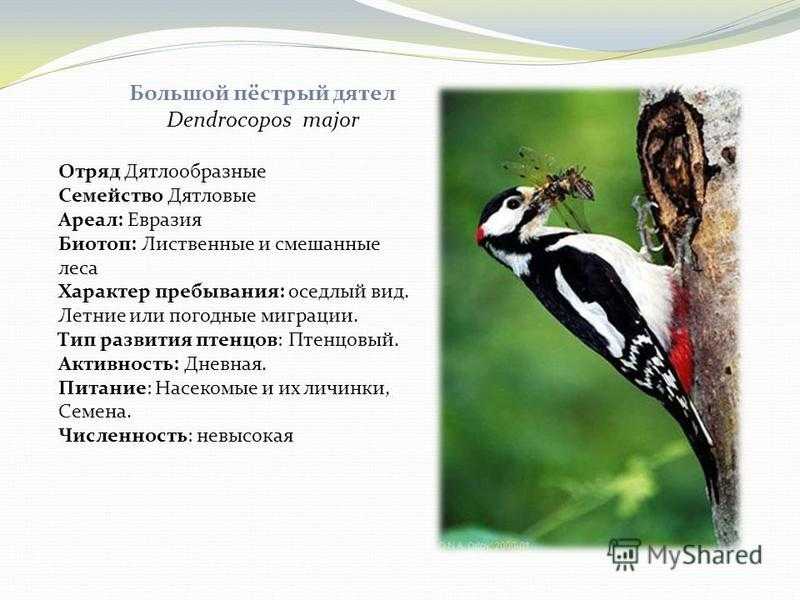 Большой пестрый дятел: описание, где обитает, чем питается, интересные факты