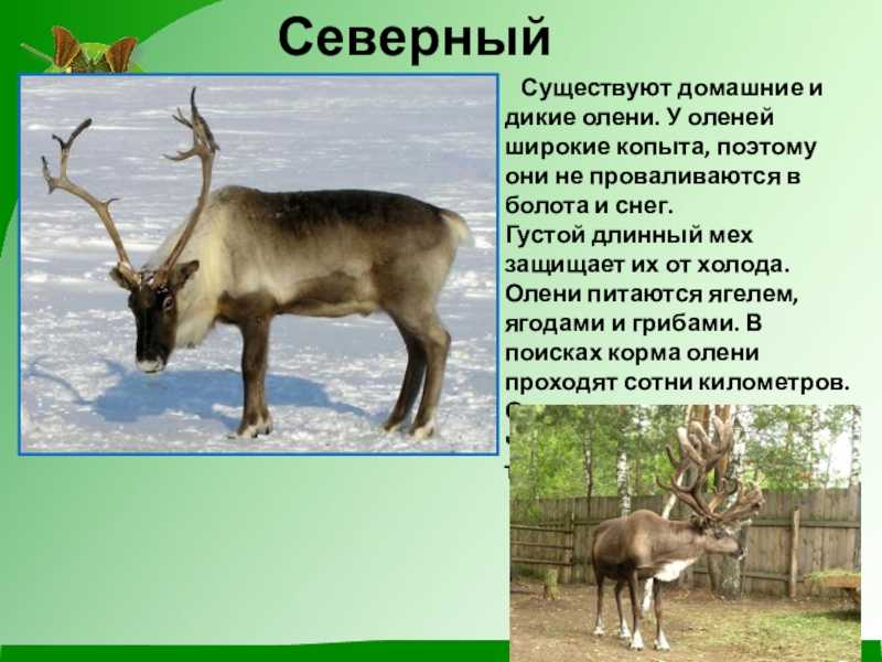 Северный олень: внешний вид, фото, особенности, интересные факты, среда обитания