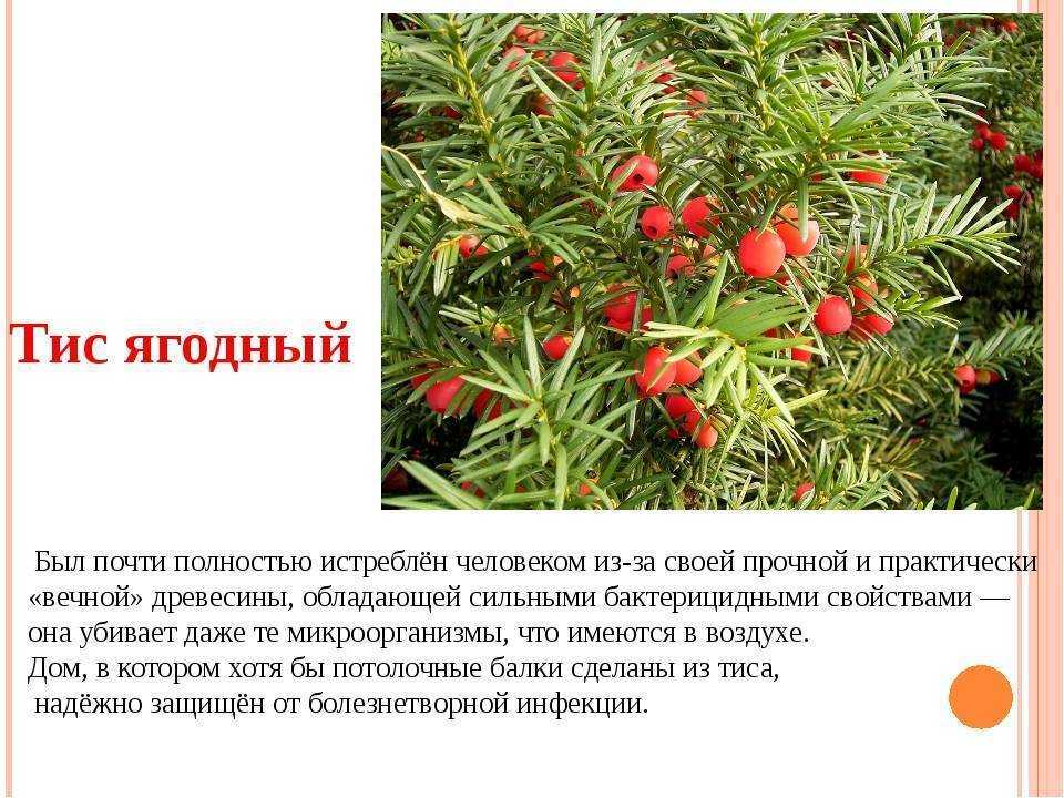 Тисс - интернет-журнал «живой лес»