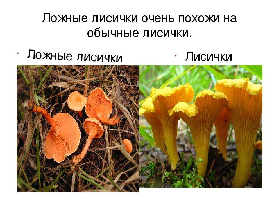 Грибы лисички ложные: фото и описание, отличие от настоящих