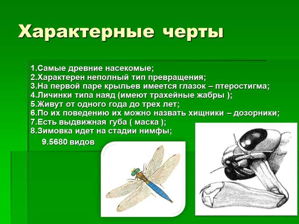 Отряд стрекозы (odonata) в школьном атласе-определителе насекомых (1985)  -  стрекозы