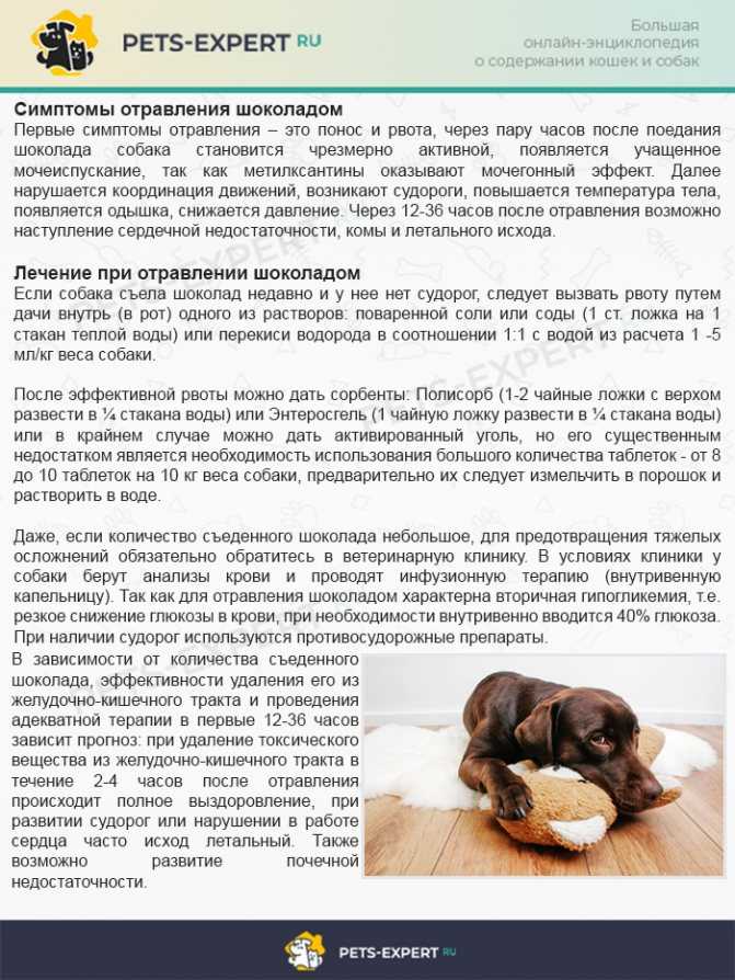 Можно ли чихуахуа молоко и в каких количествах давать его щенкам и взрослым питомцам