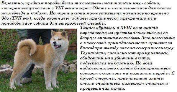 Мини акита-ину: внешний вид, стандарт и фото карликовой собачки, а также, как называется порода маленького размера, каким образом за ней ухаживать, чем кормить?