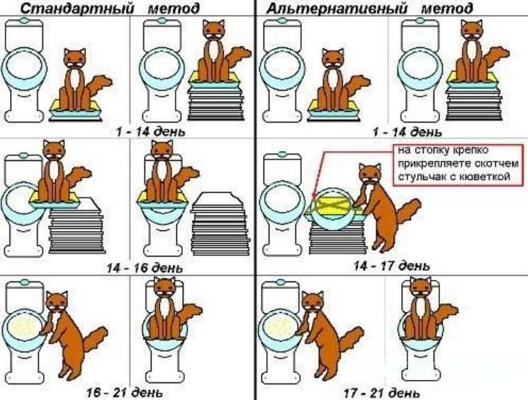 Сколько раз в сутки котята ходят в туалет: как понять позывы котёнка, приучая к лотку. сколько раз в день в норме котенок ходит в туалет? - автор екатерина данилова - журнал женское мнение