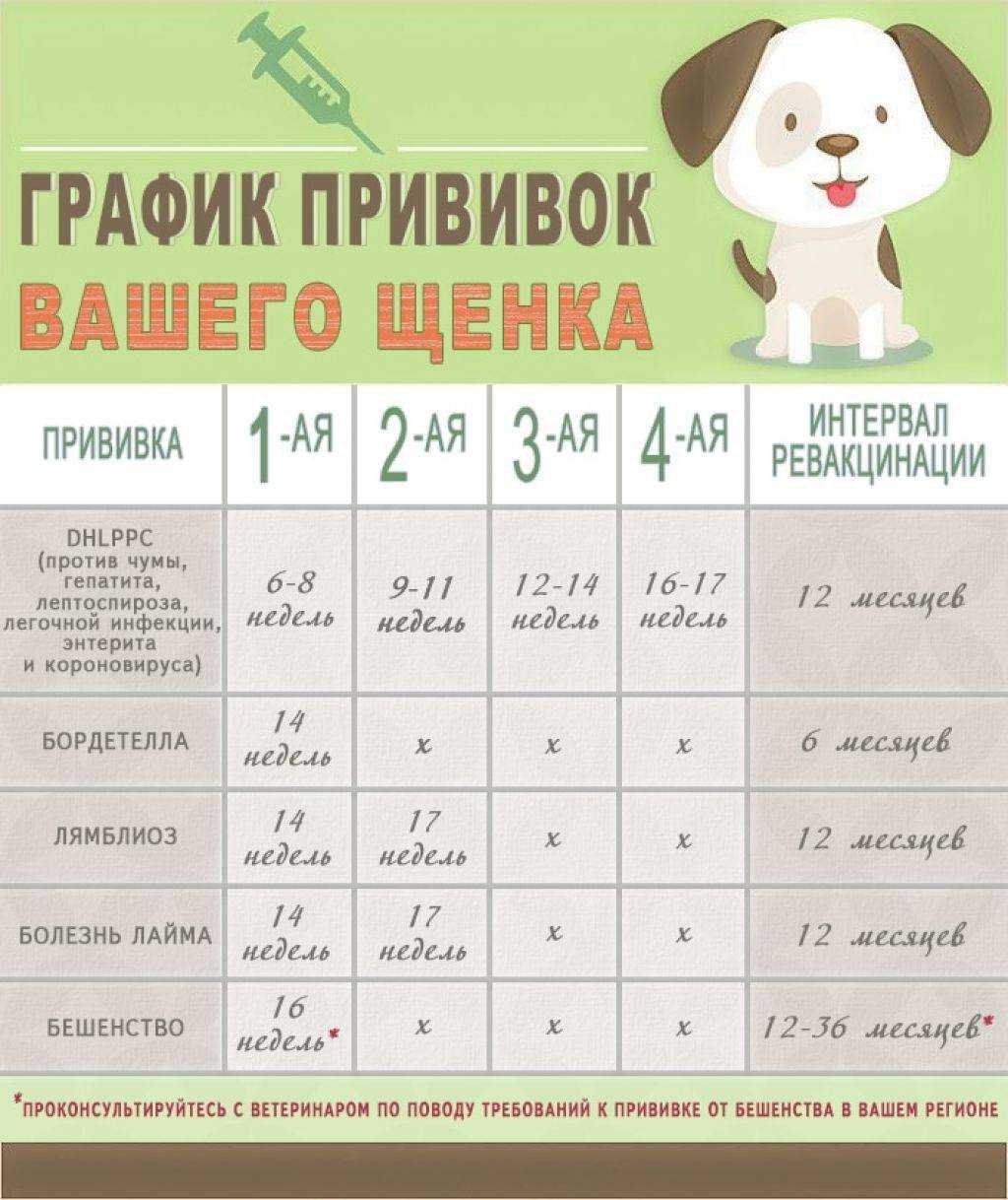 Через сколько дней после прививки можно купать щенка: существуют ли исключения