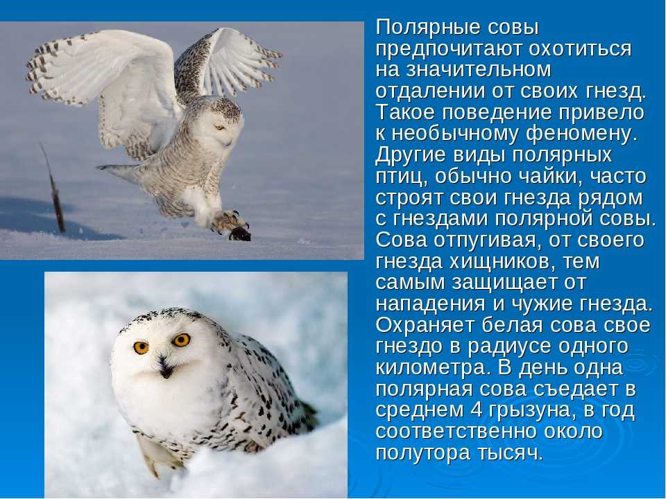 Белая сова описание кратко