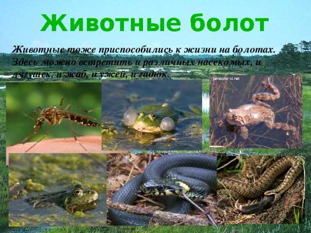 Дикорастущие растения ленинградской области фото и описание | мой сад и огород