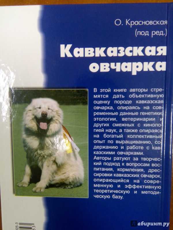 Все о кавказской овчарке