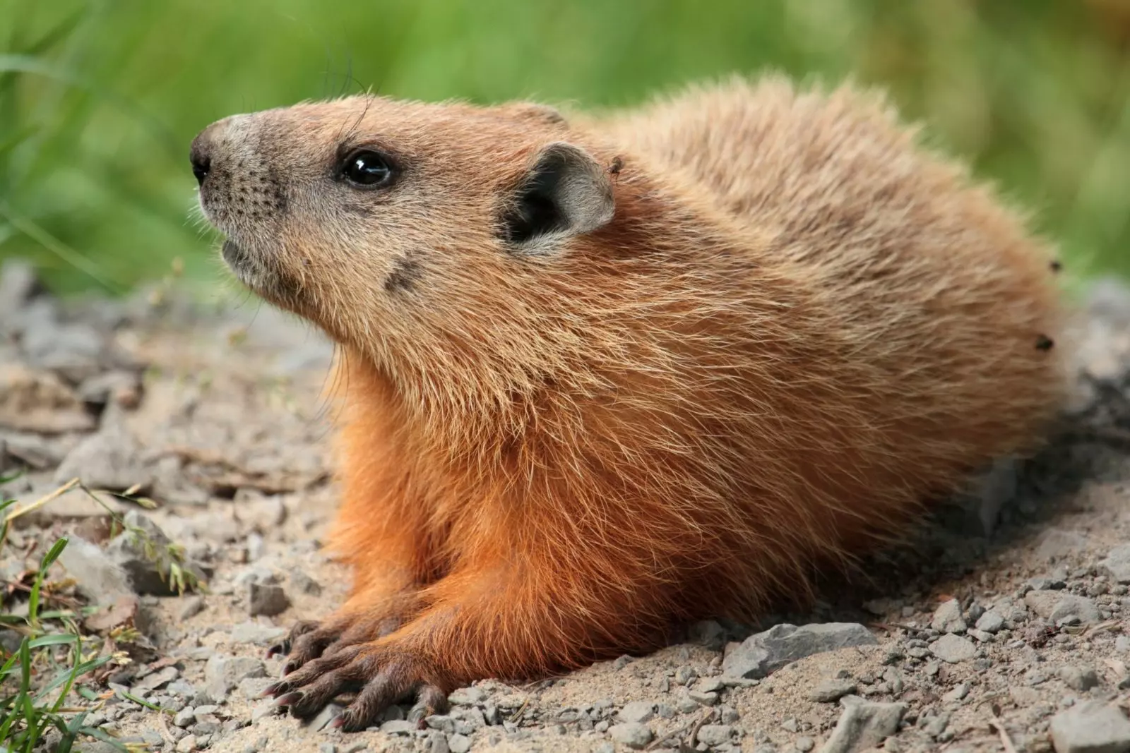 Сурок (marmota): интересные факты, фото, виды