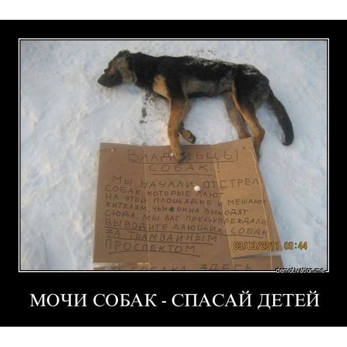 Куда попадают души животных после смерти: мнение церкви